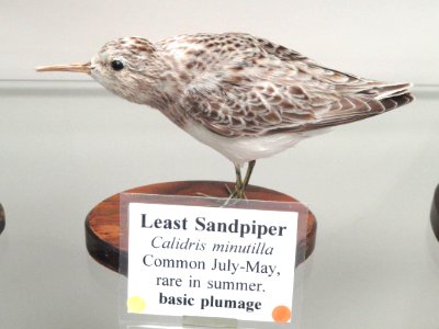 Calidris minutilla - Pacific Grove Museum of Natural History - DSC06734