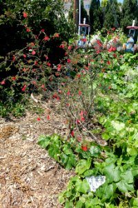 Calliandra californica - Manhattan Beach Botanical Garden - Manhattan Beach, CA - DSC01306