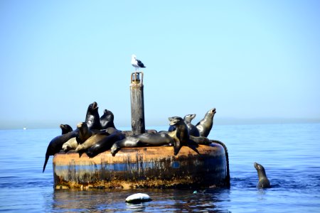 California sea lion (Zalophus californianus) Catalina on buoy