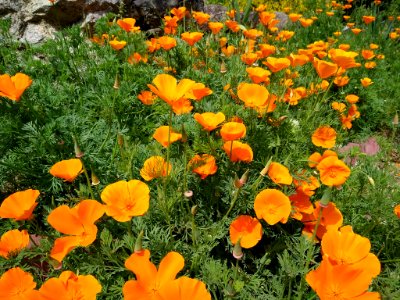 California poppies open