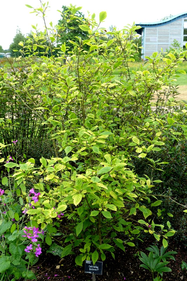 Callicarpa bodinieri - RHS Garden Harlow Carr - North Yorkshire, England - DSC01111