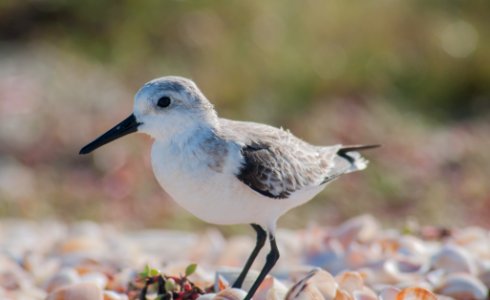 Calidris alba on Margarita island 4