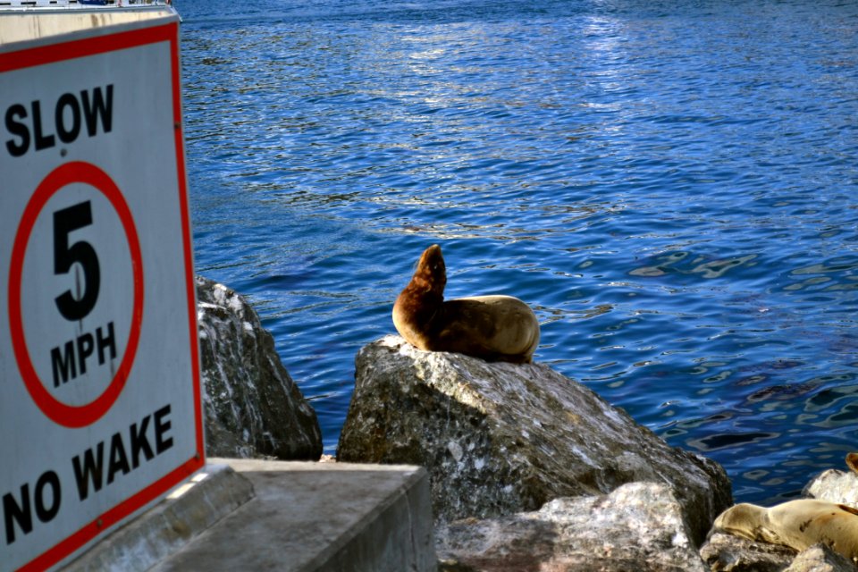 California sea lion (Zalophus californianus) Catalina baby by speed sign