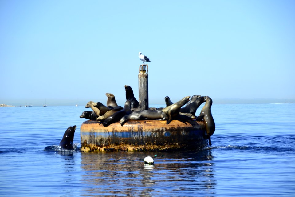 California sea lion (Zalophus californianus) Catalina pushed off 1