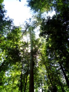 California redwood trees looking up photo