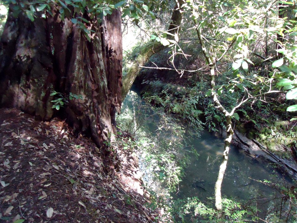 California redwood trees milky colored stream near giant tree