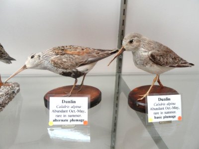 Calidris alpina - Pacific Grove Museum of Natural History - DSC06729