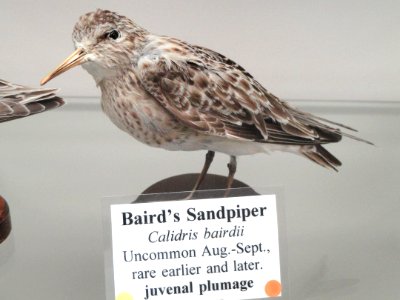 Calidris bairdii - Pacific Grove Museum of Natural History - DSC06731