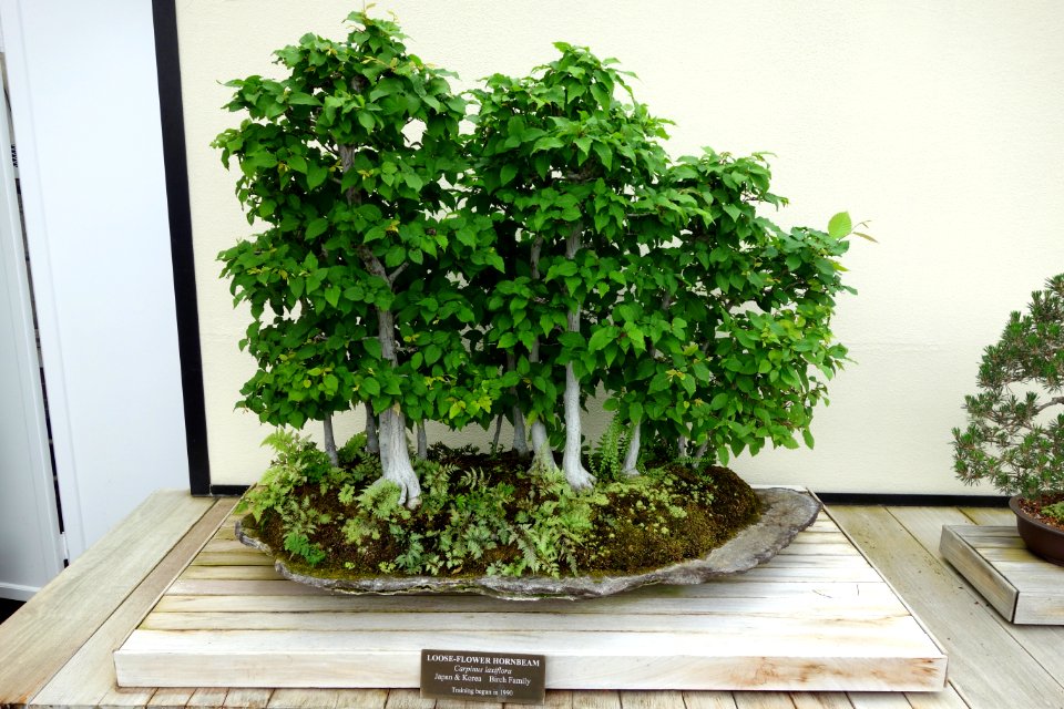 Carpinus laxiflora bonsai - Longwood Gardens - DSC01262