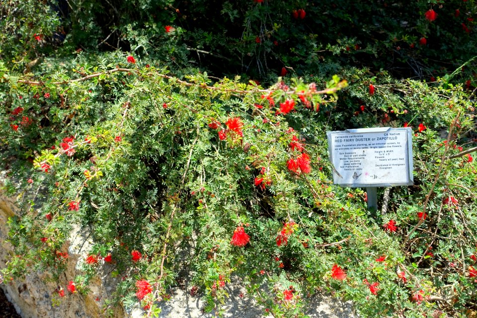 Calliandra californica - Manhattan Beach Botanical Garden - Manhattan Beach, CA - DSC01200