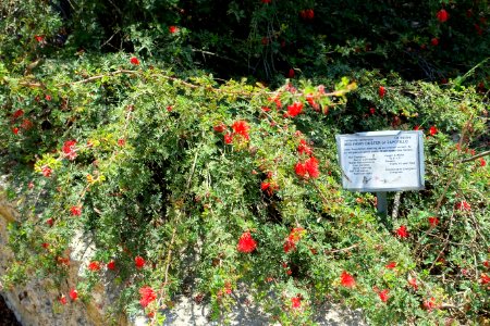 Calliandra californica - Manhattan Beach Botanical Garden - Manhattan Beach, CA - DSC01200