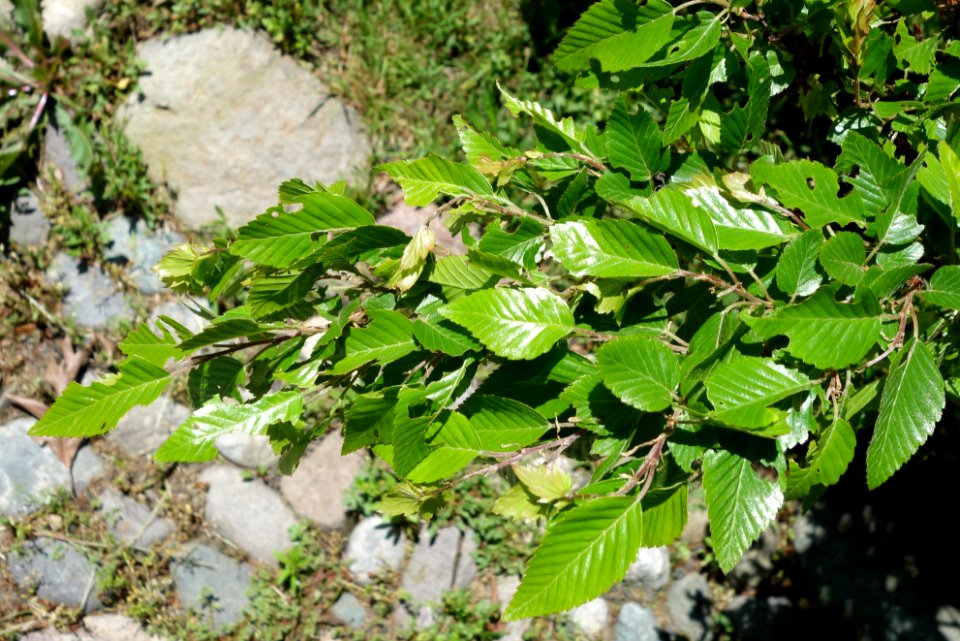 Carpinus turczaninowii - Arnold Arboretum - DSC06925