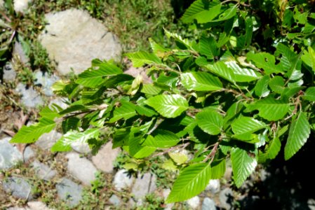Carpinus turczaninowii - Arnold Arboretum - DSC06925
