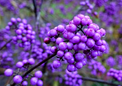Callicarpa bodinieri var. giraldii 'Profusion' - Oregon Garden - Silverton, Oregon - DSC00207