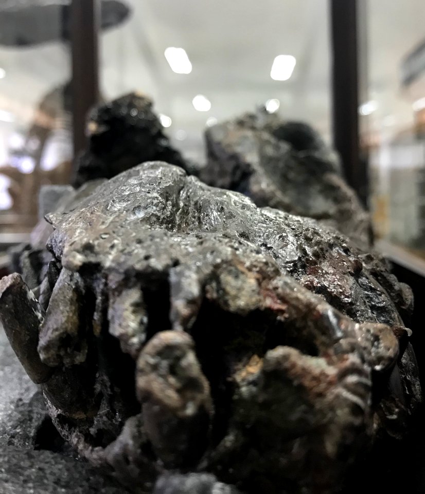 Callawayasaurus colombiensis frente