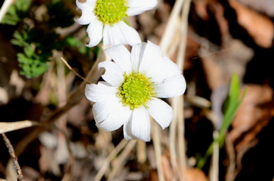 Callianthemum anemonoides6