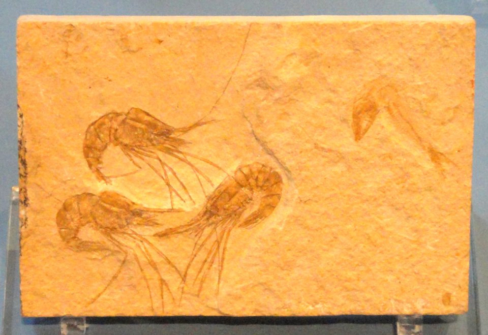 Carpopenaeus callirostris, Lebanon, Late Cretaceous - Royal Ontario Museum - DSC00067