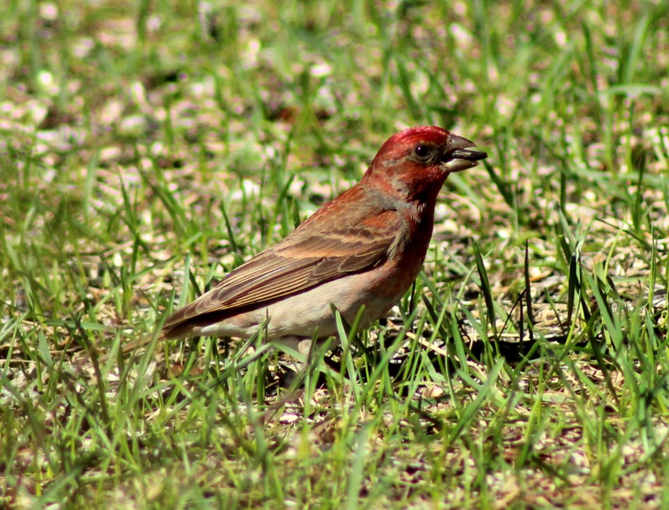 Carpodacus erythrinus Haukipudas 20120519 03
