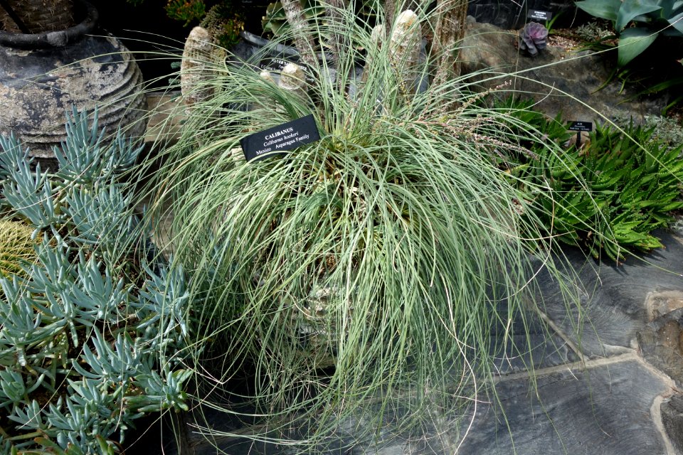 Calibanus hookeri - Longwood Gardens - DSC01113