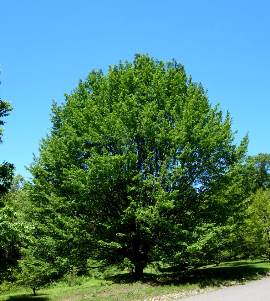Carpinus betulus - Arnold Arboretum - DSC06916