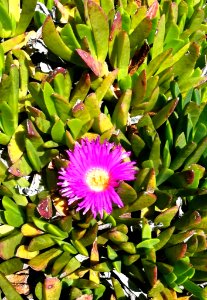 Carpobrotus mellei - Mountain Sourfig -SA