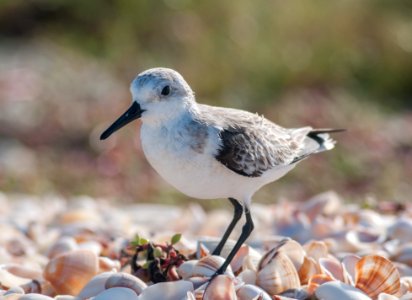 Calidris alba on Margarita island 5