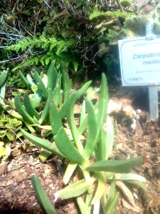 Carpobrotus mellei - Mountain fynbos 2