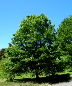 Carpinus tschonoskii - Arnold Arboretum - DSC06907