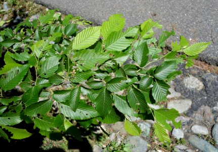 Carpinus tschonoskii - Arnold Arboretum - DSC06905