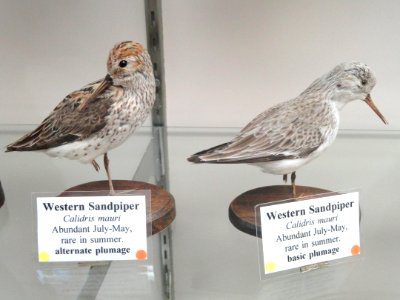 Calidris mauri - Pacific Grove Museum of Natural History - DSC06735
