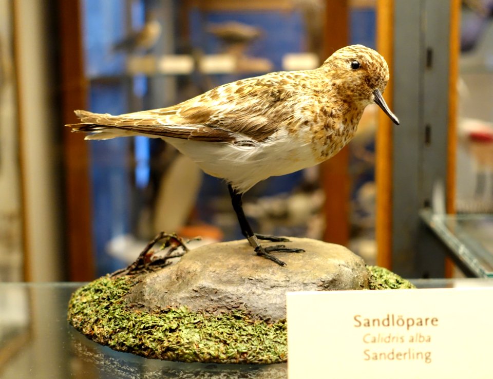 Calidris alba - Swedish Museum of Natural History - Stockholm, Sweden - DSC00628