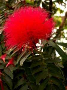 Calliandra haematocephala, 2015-03-13, Phipps Conservatory, 02