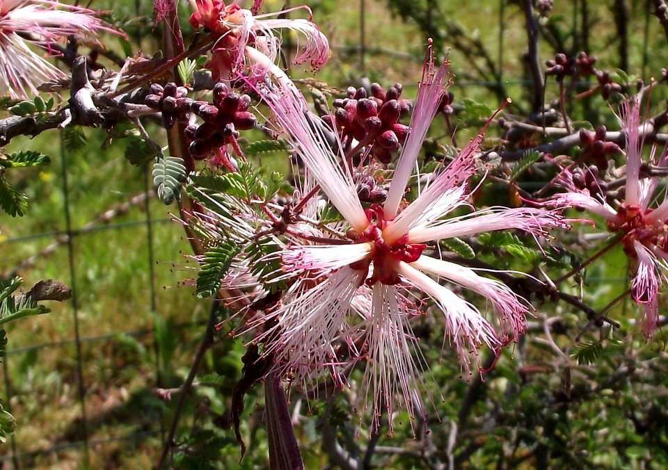 Calliandra eriophylla1