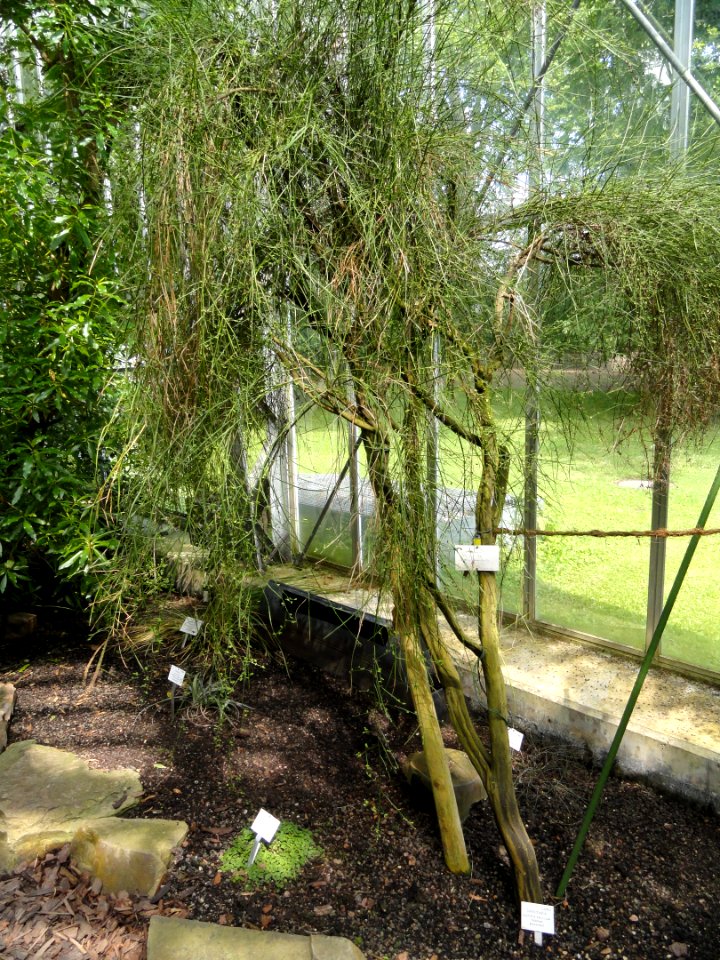 Carmichaelia australis - Palmengarten Frankfurt - DSC01914