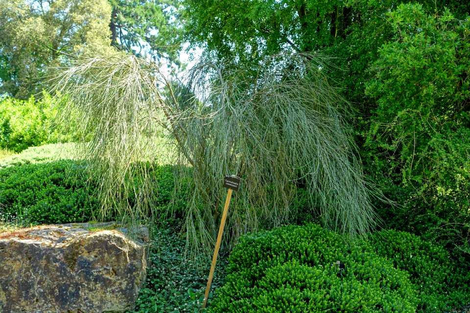 Carmichaelia stevensonii - Savill Garden - Windsor Great Park, England - DSC05964