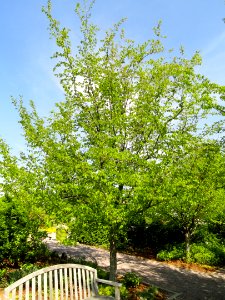 Carpinus caroliniana - United States Botanic Garden - DSC09458