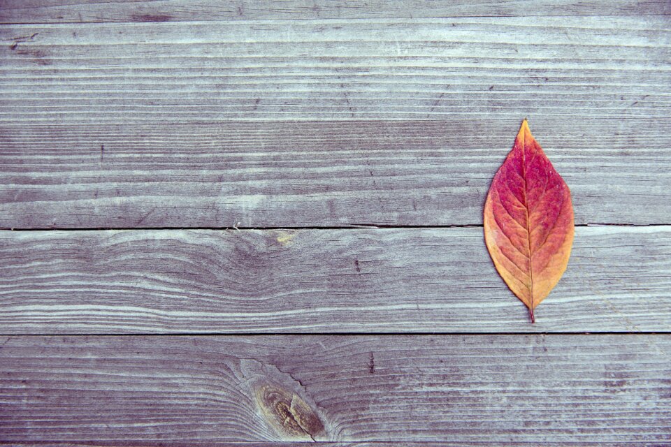 Wood golden autumn leaves in the autumn