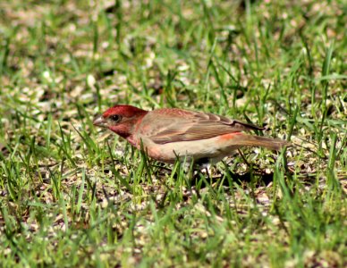 Carpodacus erythrinus Haukipudas 20120519 04
