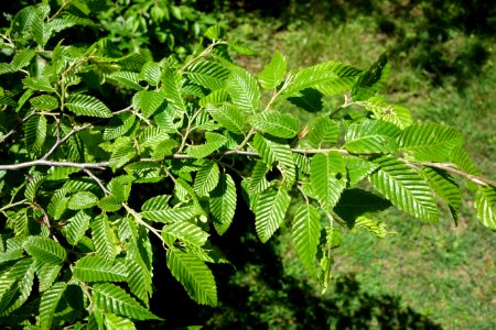 Carpinus orientalis - Arnold Arboretum - DSC06934