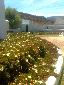 Carpobrotus edulis Karoo