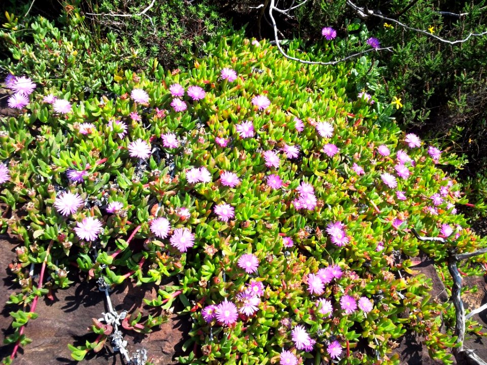 Carpobrotus - vygie - Devils Peak - Cape Town 1 - Copy