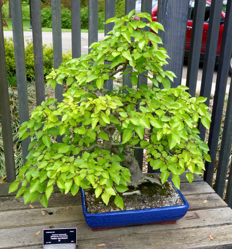 Carpinus tschonoskii bonsai - Dawes Arboretum - DSC03003