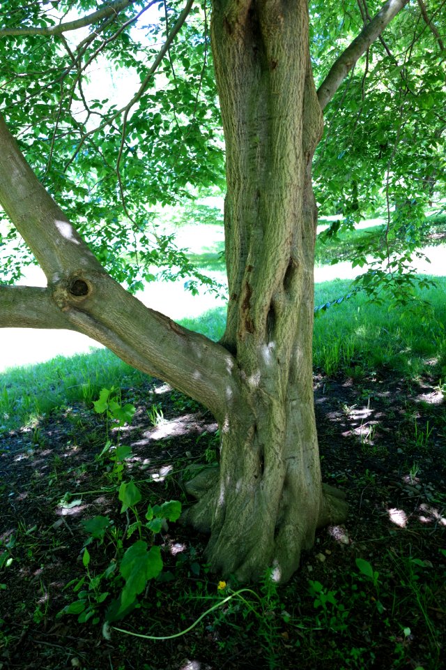 Carpinus tschonoskii - Arnold Arboretum - DSC06902