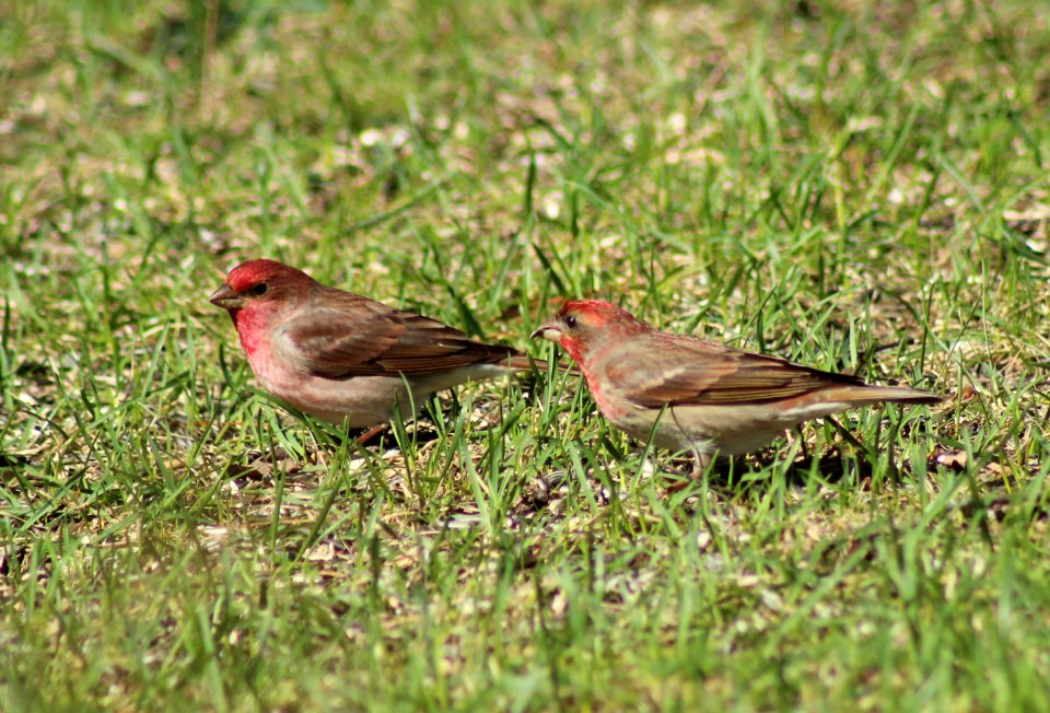 Carpodacus erythrinus Haukipudas 20120519 01