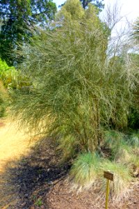 Carmichaelia muritai - Savill Garden - Windsor Great Park, England - DSC06016