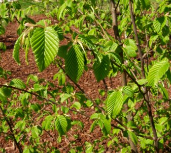 Carpinus betulus L. Charme JdP