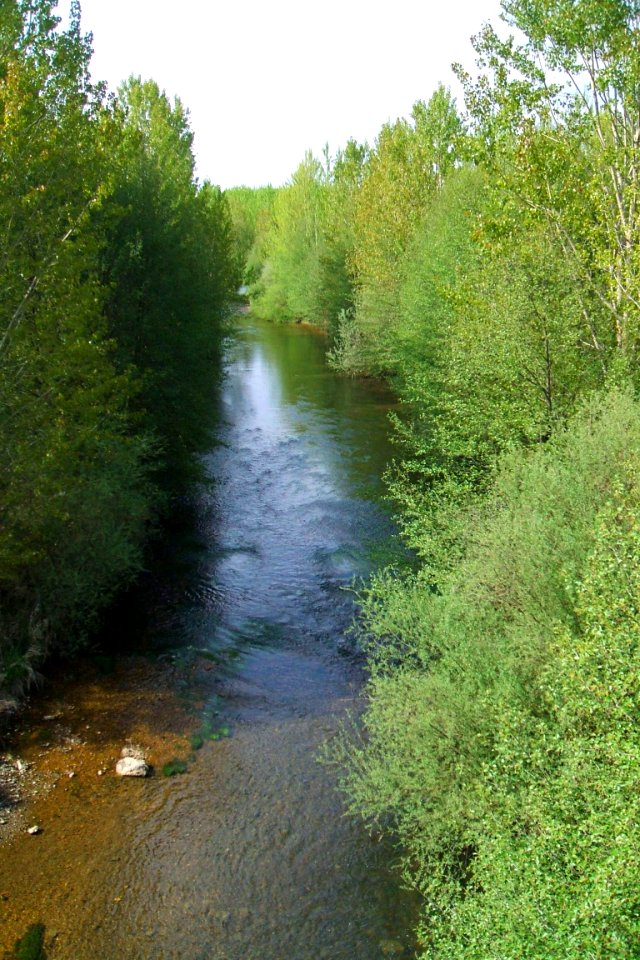 Carrión de los Condes, río Carrión 04