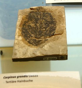 Carpinus grandis fossil - Botanischer Garten, Dresden, Germany - DSC08492