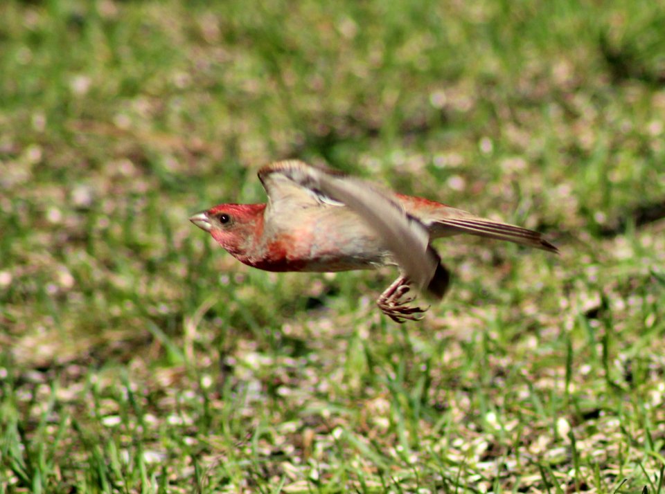 Carpodacus erythrinus Haukipudas 20120519 05