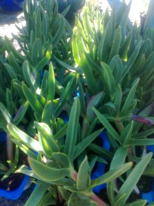 Carpobrotus muirii - seedlings